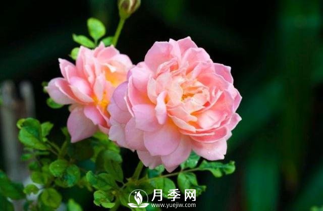 月季花**次修剪什么時(shí)候？修剪的目的是什么(圖1)