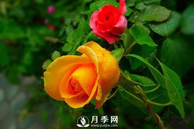 月季花**次修剪什么時(shí)候？修剪的目的是什么(圖2)