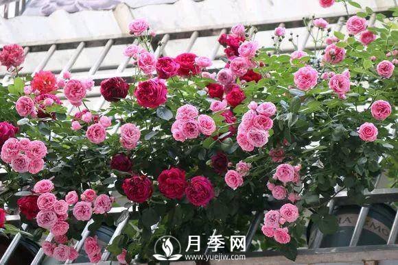 半米防盜窗養(yǎng)藤本月季，養(yǎng)成月季花園(圖1)