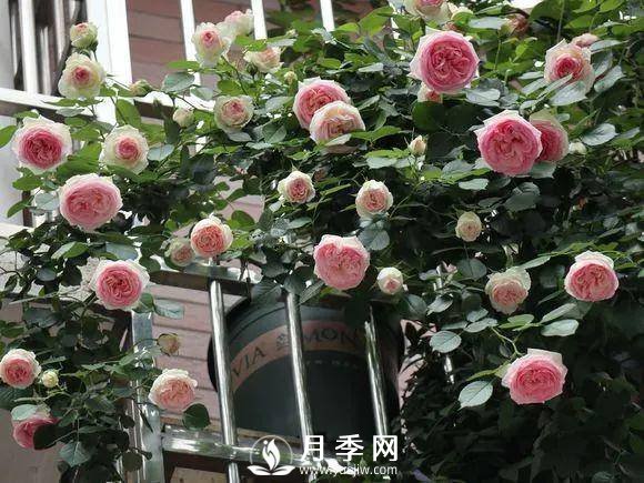 半米防盜窗養(yǎng)藤本月季，養(yǎng)成月季花園(圖2)