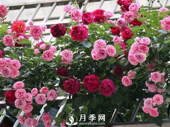 半米防盜窗養(yǎng)藤本月季，養(yǎng)成月季花園(圖10)