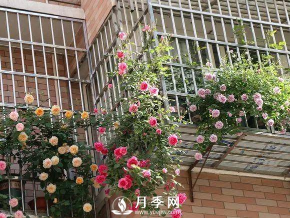 半米防盜窗養(yǎng)藤本月季，養(yǎng)成月季花園(圖5)