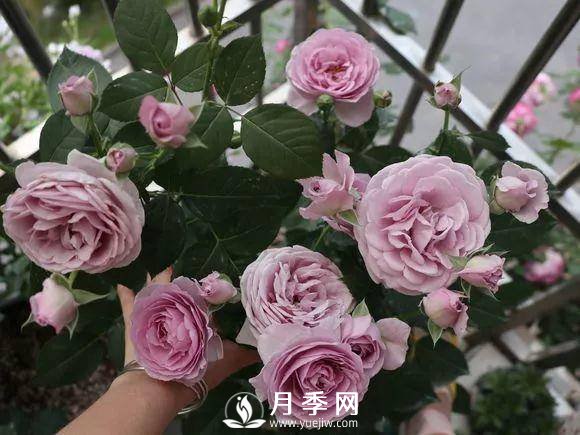 半米防盜窗養(yǎng)藤本月季，養(yǎng)成月季花園(圖6)