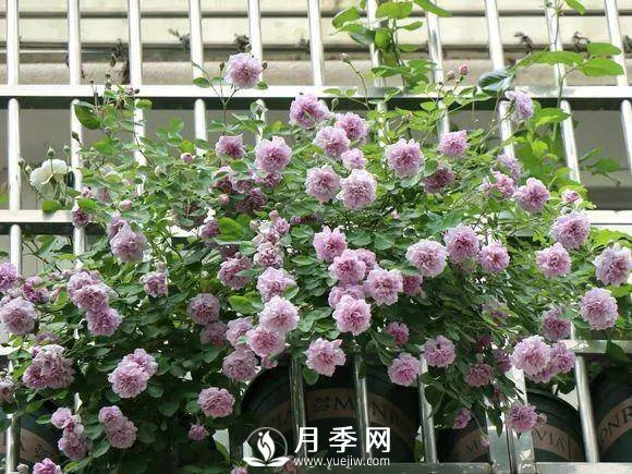 半米防盜窗養(yǎng)藤本月季，養(yǎng)成月季花園(圖3)