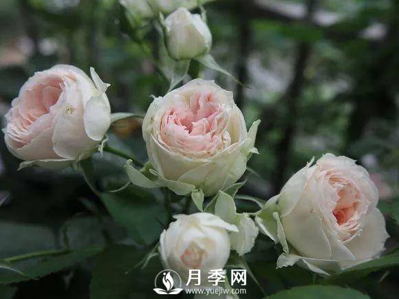 半米防盜窗養(yǎng)藤本月季，養(yǎng)成月季花園(圖7)