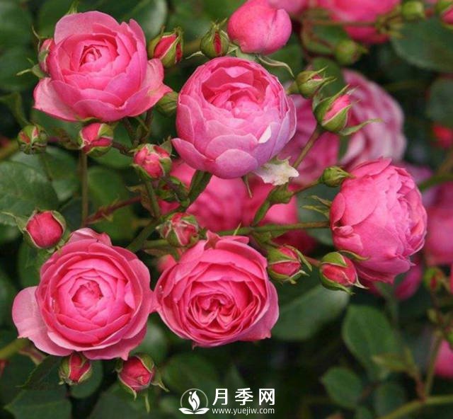 新手，怎么讓月季安全的度夏(圖1)