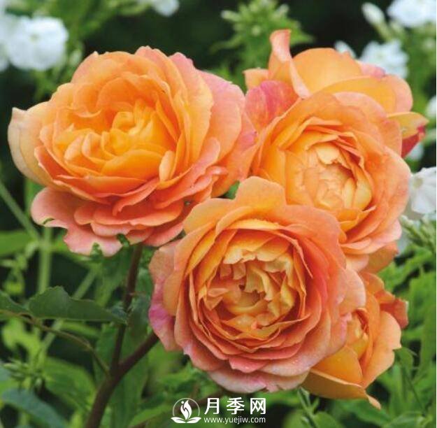 爬藤月季品種很多，每個(gè)人都有自己的喜好(圖1)
