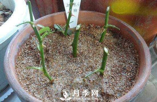 冬季扦插月季花，還能活嗎？(圖2)
