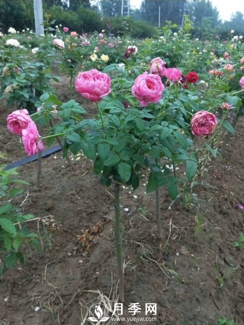花農(nóng)又出新花樣！歐月嫁接到樹上，歐月棒棒糖(圖1)