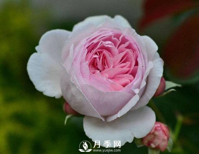 處暑過(guò)后需要你這樣養(yǎng)護(hù)月季 開(kāi)花還能美一波(圖1)