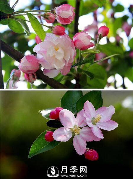 海棠花，與牡丹、蘭花、梅花并稱為“中國春花四絕”(圖1)