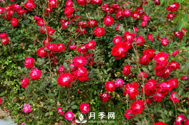 月季不開(kāi)花？來(lái)排查一下養(yǎng)護(hù)上的原因(圖1)