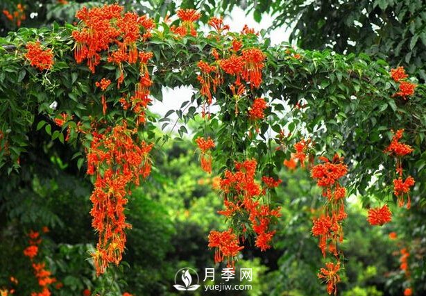 做花墻除了藤本月季花墻，還有這4種花(圖4)