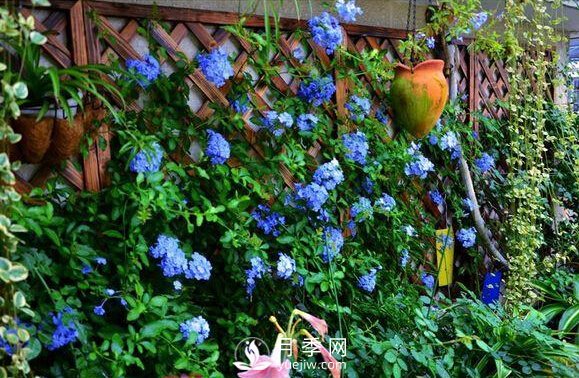 做花墻除了藤本月季花墻，還有這4種花(圖3)