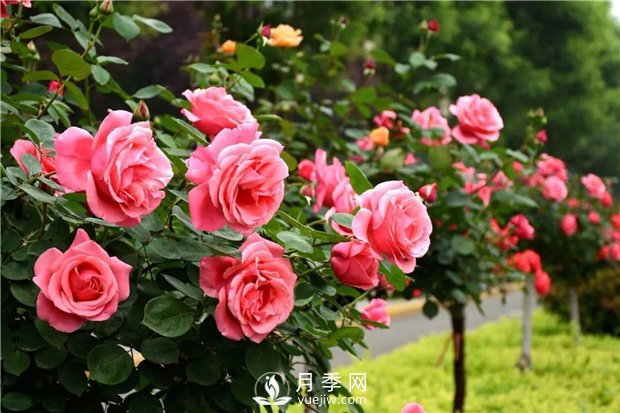 苗木移植技術要點(圖1)
