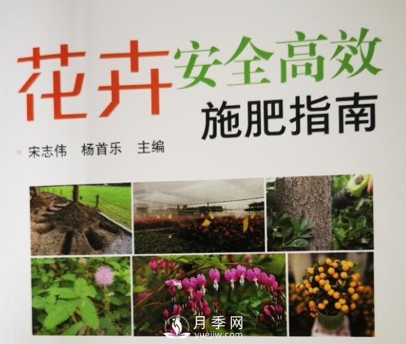月季安全高效施肥技術(圖2)