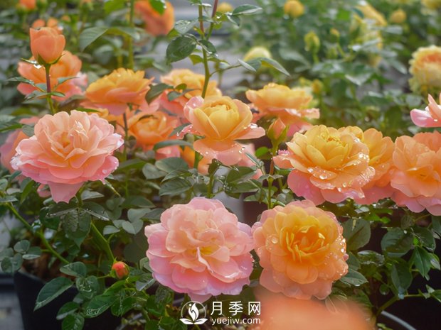 月季芽太多，要不要抹？(圖1)
