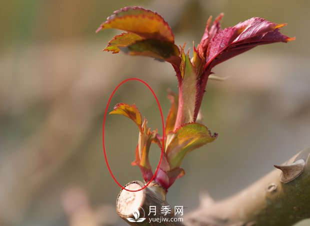 月季芽太多，要不要抹？(圖2)
