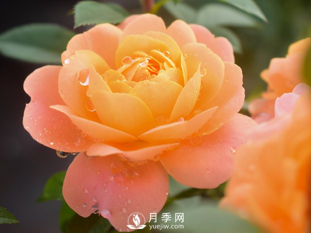 月季芽太多，要不要抹？(圖3)