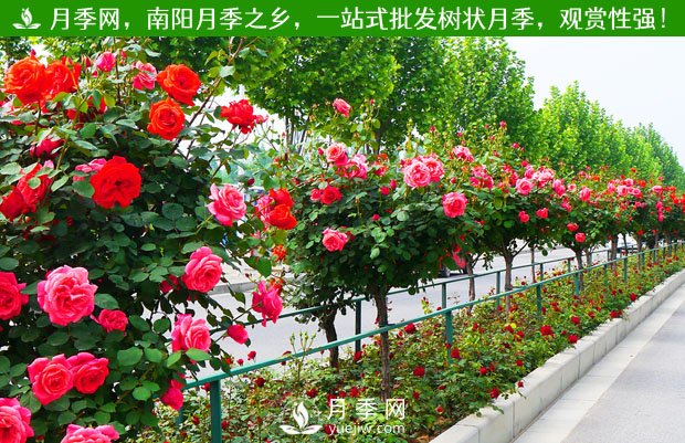 苗木原生冠、全冠、半冠的意義和區(qū)別(圖1)