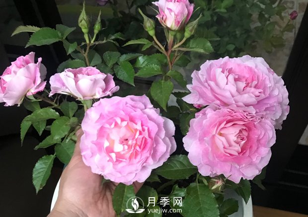 海神王陽(yáng)臺(tái)月季，專(zhuān)為盆栽觀賞而生，四季有花開(kāi)(圖3)