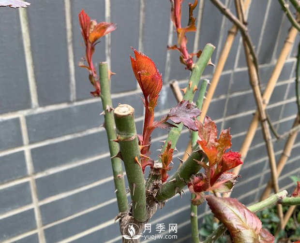 春節(jié)的月季芽芽怎么養(yǎng)護(hù)呢？(圖1)