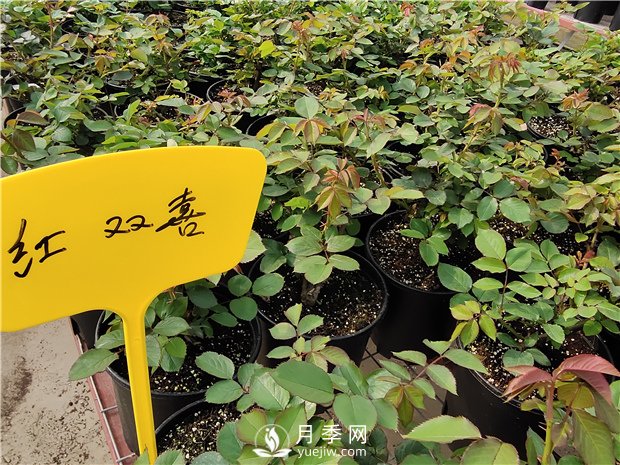 開春了，月季栽種起來吧(圖1)