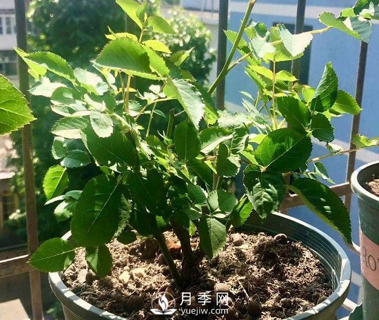 三月月季花正確的打頂方法，漂亮株型(圖2)