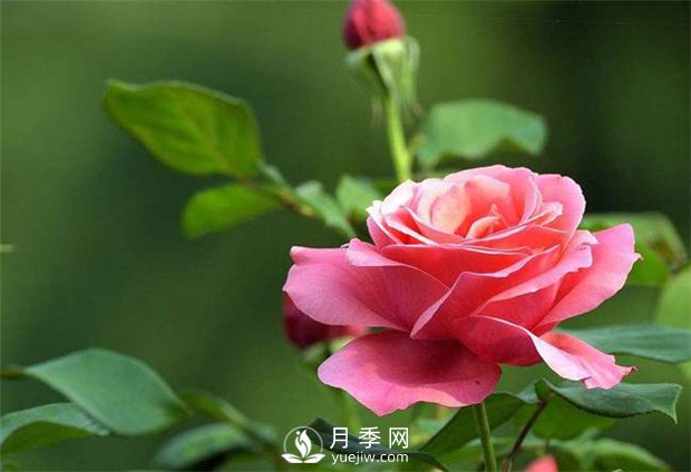 一場(chǎng)春雨一場(chǎng)暖，苗木養(yǎng)護(hù)要及時(shí)(圖1)