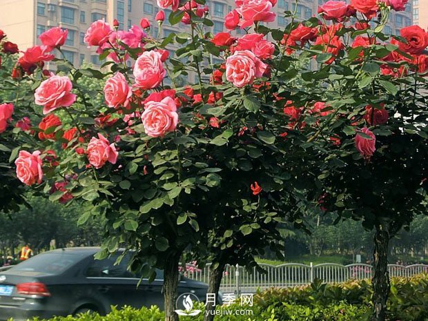 月季早春時(shí)的養(yǎng)護(hù)管理方法你知道嗎？(圖1)