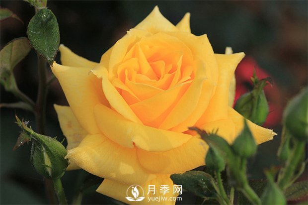 歐月和南陽(yáng)月季花的區(qū)別是什么？(圖1)