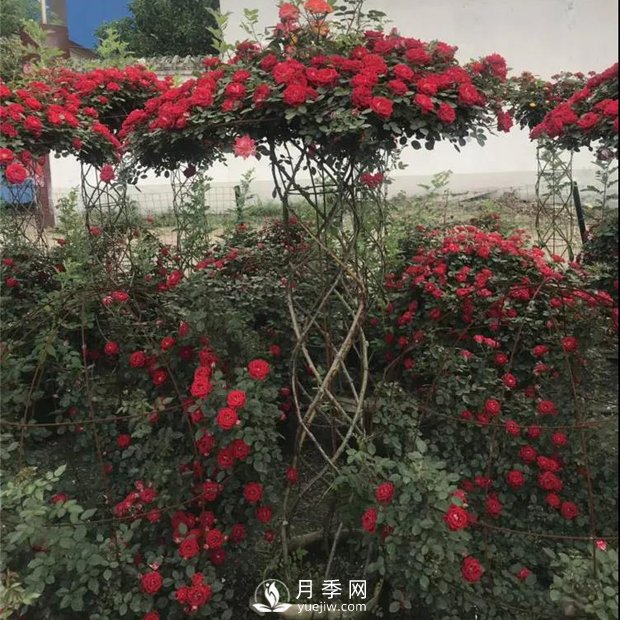 同樣的月季，不一樣的玩法，南陽造型月季系列(圖1)