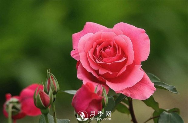 月季玫瑰與薔薇的區(qū)別在哪里？薔薇不開(kāi)花的原因是什么？(圖1)