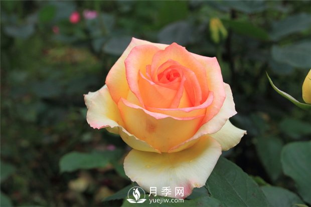 苗木成活率不高？12招樹木養(yǎng)護秘訣，要知曉！(圖1)