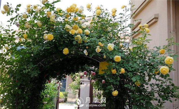 苗木養(yǎng)護，詳細的『植物根部』知識普及！(圖1)