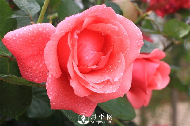 月季花在春季和秋季有什么區(qū)別？(圖1)