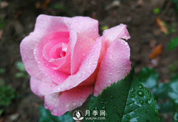 盆栽月季品種和移栽前要做哪些準(zhǔn)備？(圖1)