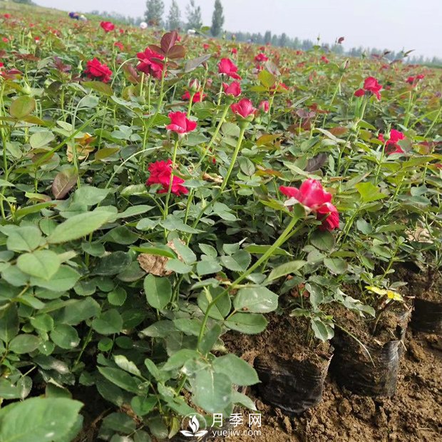 盆栽月季花的栽培管理技術(shù)要點(diǎn)有哪些？(圖1)