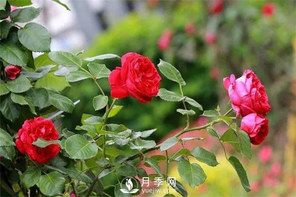 微月和藤本和灌木月季的區(qū)別，超容易分辨！(圖1)