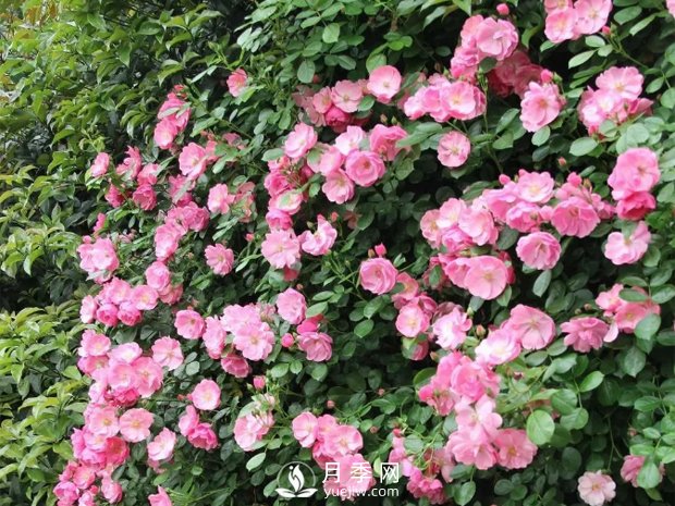 藤本月季的幾個錯誤方法，生長階段要注意(圖1)