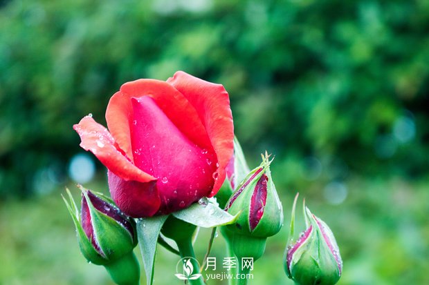 手把手教你如何養(yǎng)護(hù)月季花，尤其是春天(圖1)