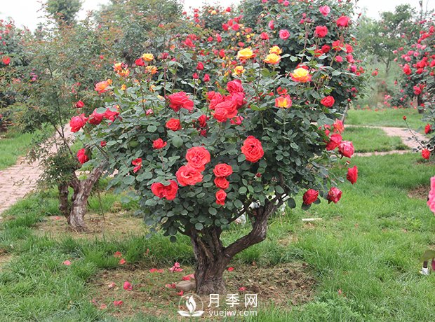 樹(shù)樁盆景的制作方法，樹(shù)樁盆景月季制作教程(圖3)