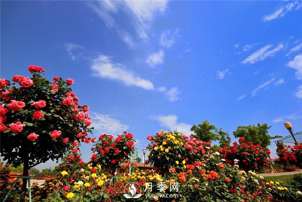苗木種植施工過程中管理注意事項(圖1)