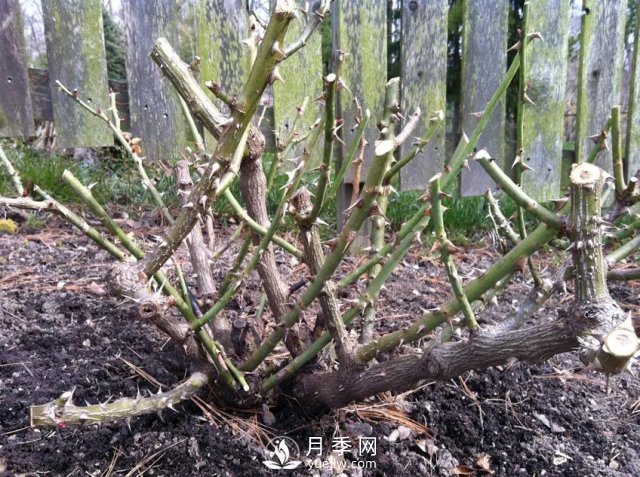 養(yǎng)月季花要會修剪，花朵彩繪越來越多(圖3)