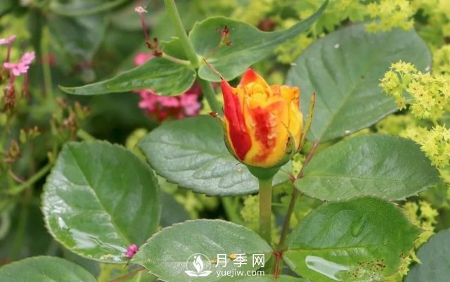 養(yǎng)月季花要會修剪，花朵彩繪越來越多(圖2)