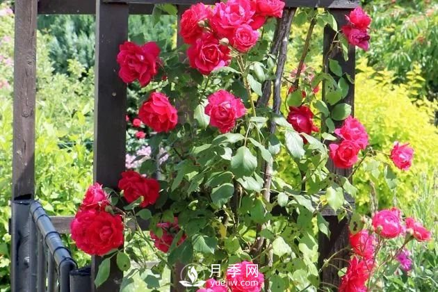 養(yǎng)月季花要會修剪，花朵彩繪越來越多(圖1)