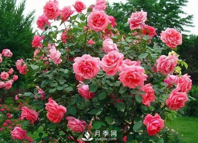 新手和懶人首選的三種月季品種，還自帶體香開花不斷(圖1)
