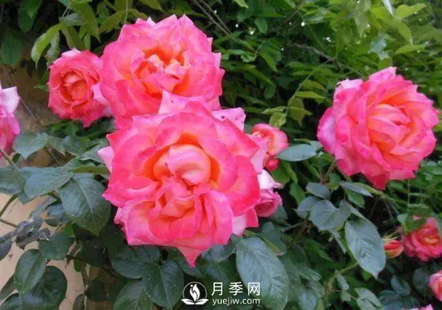 新手和懶人首選的三種月季品種，還自帶體香開花不斷(圖5)
