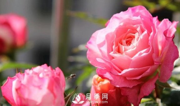 養(yǎng)月季，注意施肥姿勢不對，月季不開花，力氣還白費(fèi)！(圖3)