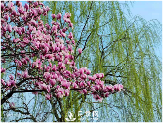 南陽驚蟄時(shí)節(jié)，花紅柳綠又一春(圖2)